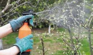 Чим і як обприскувати дерева навесні: основні поради