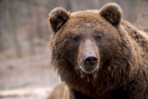 У Словаччині ведмідь налякав туристів з Білорусі: зустріч закінчилася трагічно (фото)