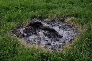 Виявляється, ми часто робимо неправильно: помилки під час внесення золи в ґрунт