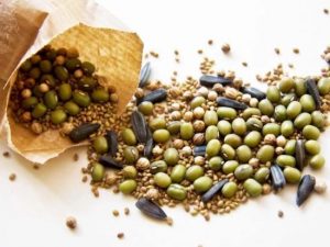Насіння яких культур потрібно замочувати перед посадженням: візьміть собі на замітку