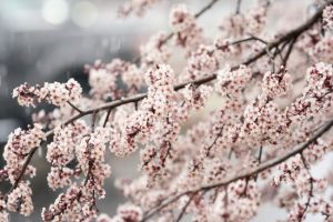 Прогноз погоди на квітень 2024 року: чого очікувати цієї весни