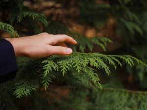 Чому жовтіє хвоя туї: фахівці назвали шість причин — і одна дуже неочікувана