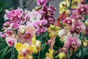 Квітнутимуть, наче скажені: садівники порадили, який продукт зі столу дати орхідеям як добриво