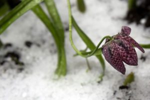 Україну накрило сильне похолодання: де 19 квітня будуть дощі, сніг і заморозки