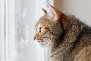 Як довго можна залишати кота одного вдома: думка експертів