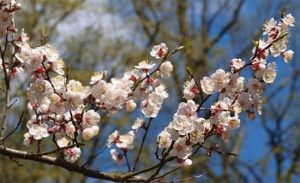 Пишно цвів абрикос і засохнув: що робити