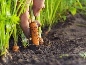 Як посіяти моркву, щоб потім її не проривати: шість перевірених способів
