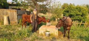 Зворушлива історія: як 70-річний дідусь з прифронтового села рятував своїх корів і собак (фото)