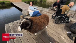 Били барана та шкодили свині: у Рівному виник скандал через знущання з тварин