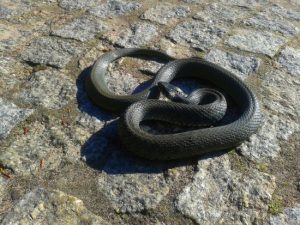 Ховалася під капотом: як маленька змія подолала шлях зі Львова до Києва (відео)