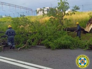 У Києві на Троєщині під час грози дерево впало на намет, є постраждалі: деталі, фото