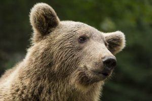 У Карпатах ведмідь напав на пастуха і укусив за ногу
