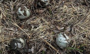 “Смертоносні мʼячики”: в ДСНС попередили про появу нових вибухонебезпечних предметів