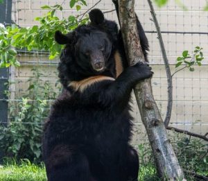 В Шотландії помер азійський чорний ведмідь з Донеччини, якого врятували ЗСУ