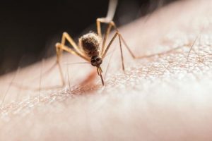 “Вірус лінощів” вперше діагностували у Європі: що відомо про інфекцію