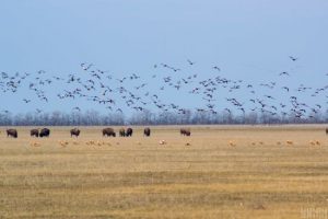 Чи знищили “Асканію-Нову”: що насправді відбувається в окупованому заповіднику
