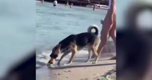 В Одесі на пляжі собака вкрав пиво у людей: з’явилося кумедне відео