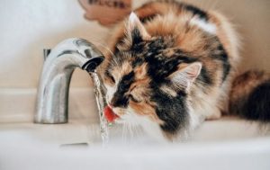 Чому коти п’ють воду з унітазу, з-під крана чи у ванній: три основні причини
