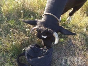 Корова затоптала на смерть 29-річну дівчину, яка хотіла її сфотографувати