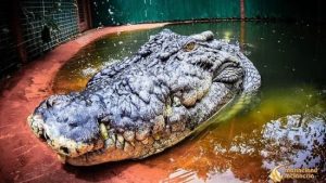 Найбільший у світі крокодил, що жив у неволі, помер в Австралії: Кассіусу було понад 110 років