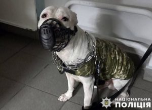 Жорстоке побиття собаки у Києві: що відомо про зловмисника (фото)
