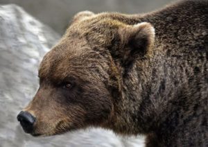 Сотні нападів та шість вбивств за рік: зростання популяції ведмедів стало реальною проблемою