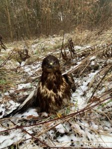 Різдвяний порятунок: поліцейські Львівщини допомогли травмованому яструбу
