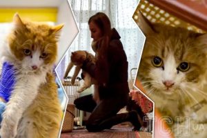 80-річна бабуся врятувала котика, а сусід по-звірячому придавив його дверима: жінка просить про допомогу