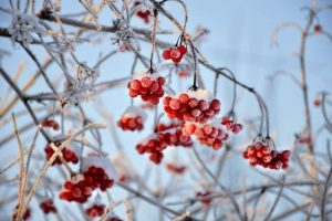 День ангела 1 січня: кого та як вітати з іменинами