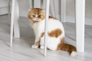 На Прикарпатті підлітки-шкуродери жорстоко знущалися з кота: як їх покарали