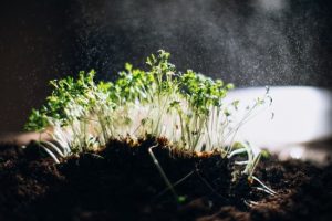Пророщуємо насіння за допомогою цукру: простий та дієвий метод