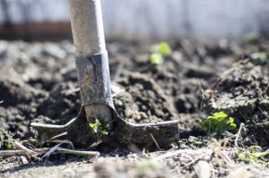 Ці три бур’яни на городі вказують на проблеми з ґрунтом: як їх розпізнати і чим боротися