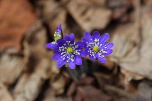 Народні прикмети сьогодні, 22 березня: що заборонено і дозволено робити