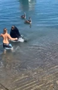 П’яний турист затіяв бійку з величезним морським левом – фото