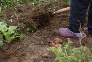 Чи можна садити город на Вербному тижні: що каже священник