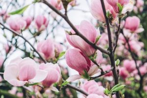 Склянка цих відходів під кущ — і магнолія пишно квітнутиме увесь сезон