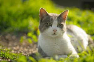 Якою буде погода на Великдень: синоптикиня дала прогноз