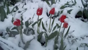 У Карпатах 9 травня випав сніг: з’явилося відео