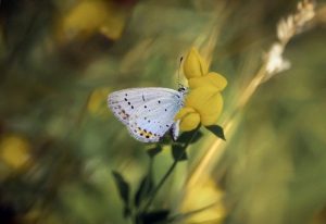 День ангела 10 травня: кого та як вітати з іменинами