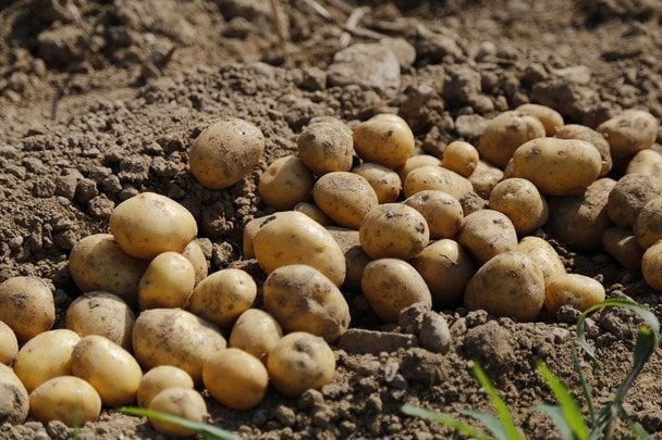 В Україні зафіксували стрімку зміну цін на популярний овоч