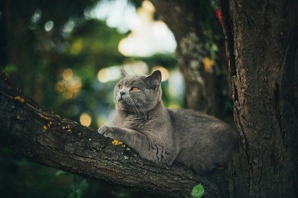 День ангела 29 червня: кого та як вітати з іменинами