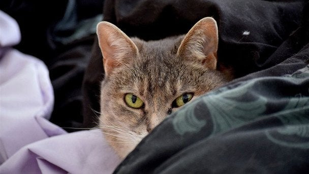 Як коти можуть розпізнавати хвороби своїх господарів